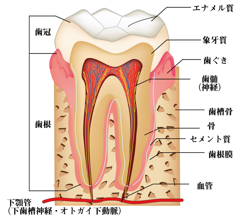 歯根 膜 と は